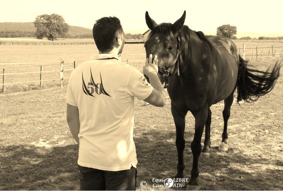 Equicoaching cheval mediateur