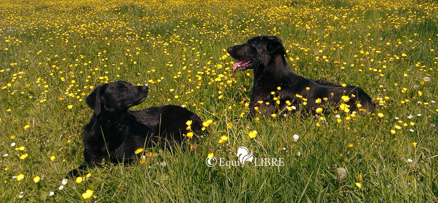 Fleurs de bach pour les animaux