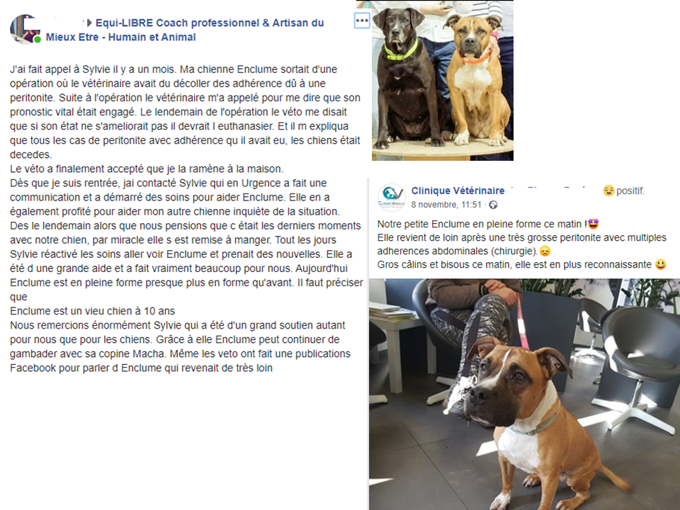Retour soins et CA suite peritonite chien