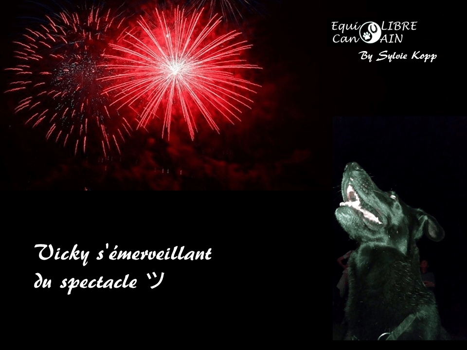 feux d'artifice Votre chien et le 14 juillet ...