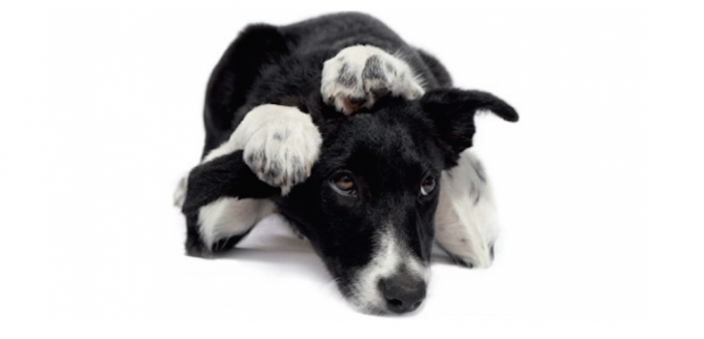 chien a peur des feux d'artifice tonnerre orage