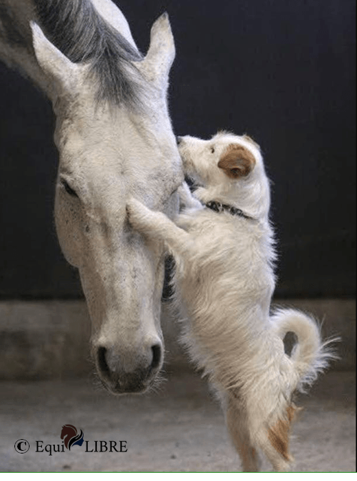 Communication animale rhône