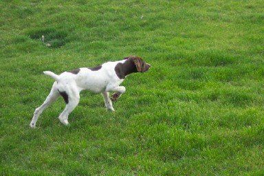 Hunting Dog on Point