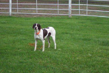 Hunting Dog in a Field