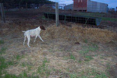 Hunting Dog being Trained