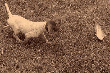 German Shorthaired Pointer Puppy in Training