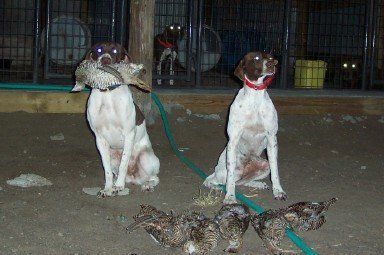 German Shorthaired Pointers with their Fowl