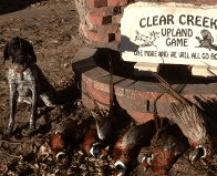 German Shorthaired Pointer With his Pheasant Catch at Clear Creek Upland Game
