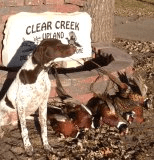 German Shorthaired Pointer in Front of Pheasants