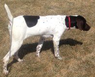Hunting Dog Smelling the Air