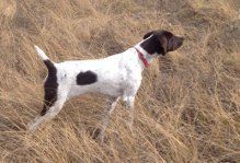 German Shorthaired Pointer in a Field of Dead Grass