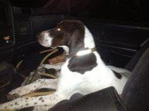 German Shorthaired Pointer Riding Shotgun in a Truck