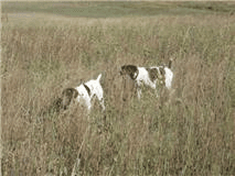 German Shorthaired Pointers Smelling for Fowl
