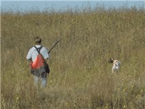 Man Hunting with a German Shorthaired Pointer
