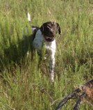German Shorthaired Pointer Standing in Tall Grass