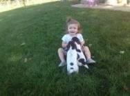 Girl With Two German Shorthaired Pointers on Her