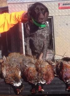 German Shorthaired Pointer With his Pheasants