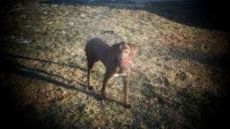 Greta, a German Shorthaired Pointer