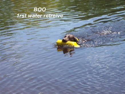 Boo, a Hunting Dog Doing her First Water Retrieve