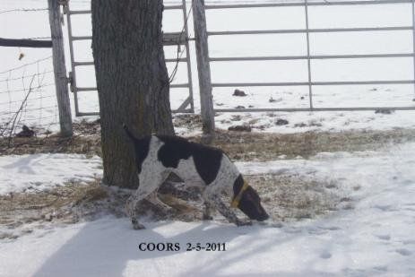 Coors, a German Shorthaired Pointer in the Snow