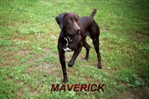 Maverick, a Brown German Shorthaired Pointer