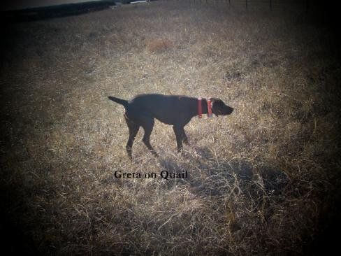 German Shorthaired Pointer Hunting Quail