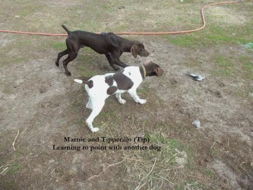 Marnie and Tipperillo Learning to Point
