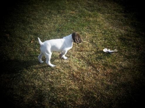 German Shorthaired Pointer Puppy being Trained