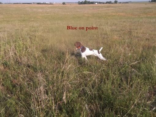 Blue, a Hunting Dog, on Point