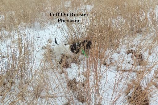 Hunting Dog, Tuff, with a Pheasant