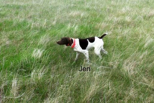 Jen, a Hunting Dog in a Field