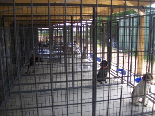 Kennels at Simon's Hunting Dogs
