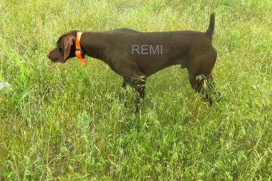 Remi, a German Shorthaired Pointer in a Green Field