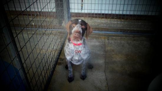 German Shorthaired Pointer In a Cage