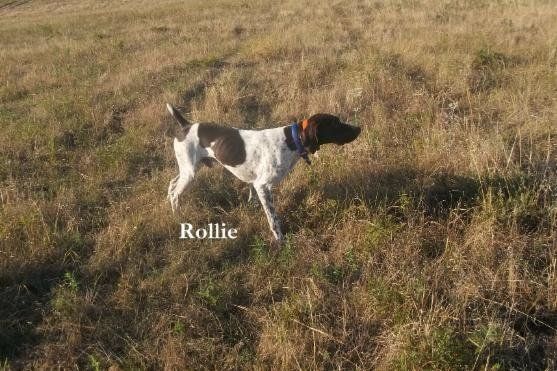 Rollie, a German Shorthaired Pointer