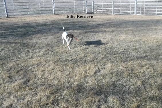 Ellie Retrieving a Fowl Dummy during Training