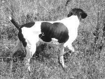 Black and White image of a German Shorthaired Pointer