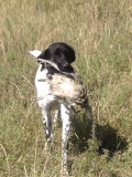 Hunting Dog with a Pheasant