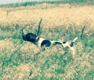 German Shorthaired Pointer Sniffing for Fowl