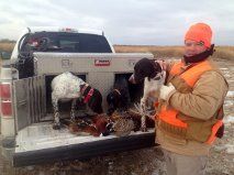 Pointers and their Fowl on the Bed of a Truck with their Owner