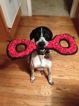 Happy German Shorthaired Pointer with a Toy