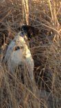 German Shorthaired Pointer Hiding in Dead Grass