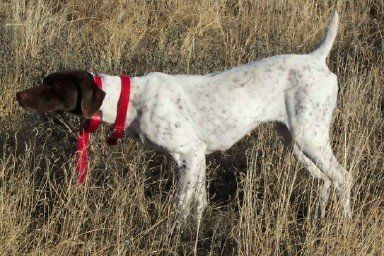 German Shorthaired Pointer Standing in a Field