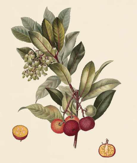 What is a Strawberry Tree? strawberry tree illustration