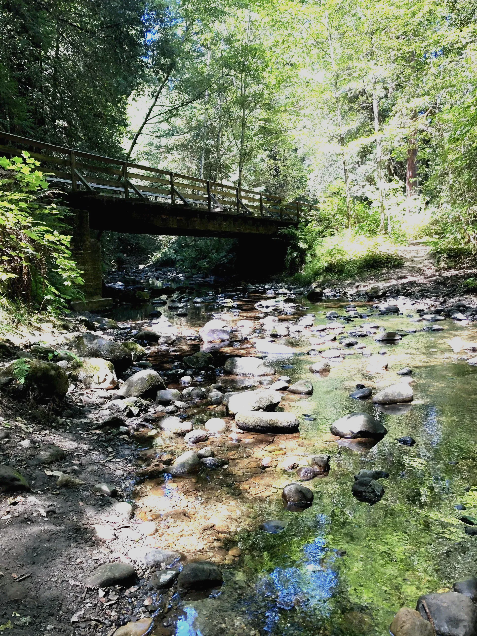 The Forest of Nisene Marks State Park The Forest of Nisene Marks State Park