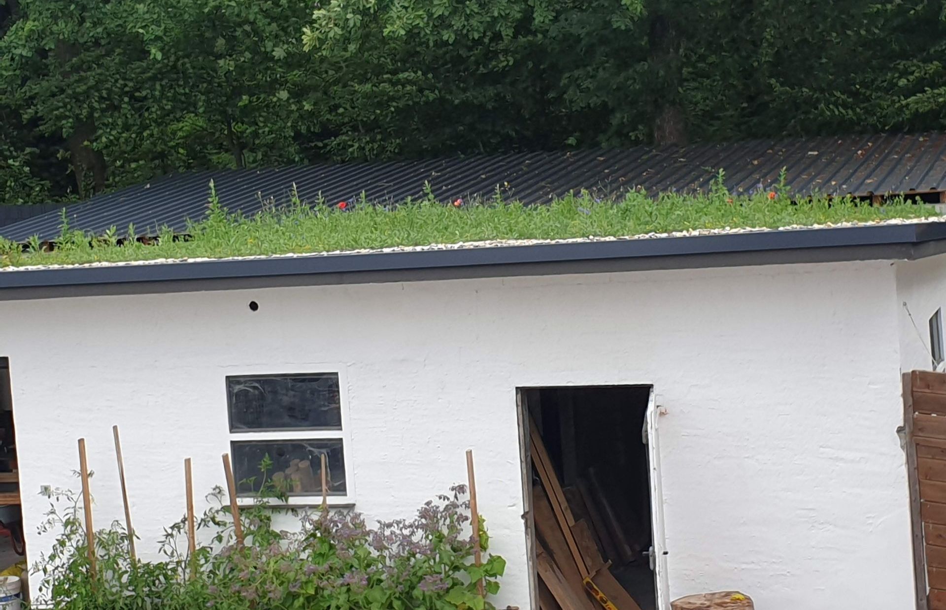 Es wird grün auf dem Dach!