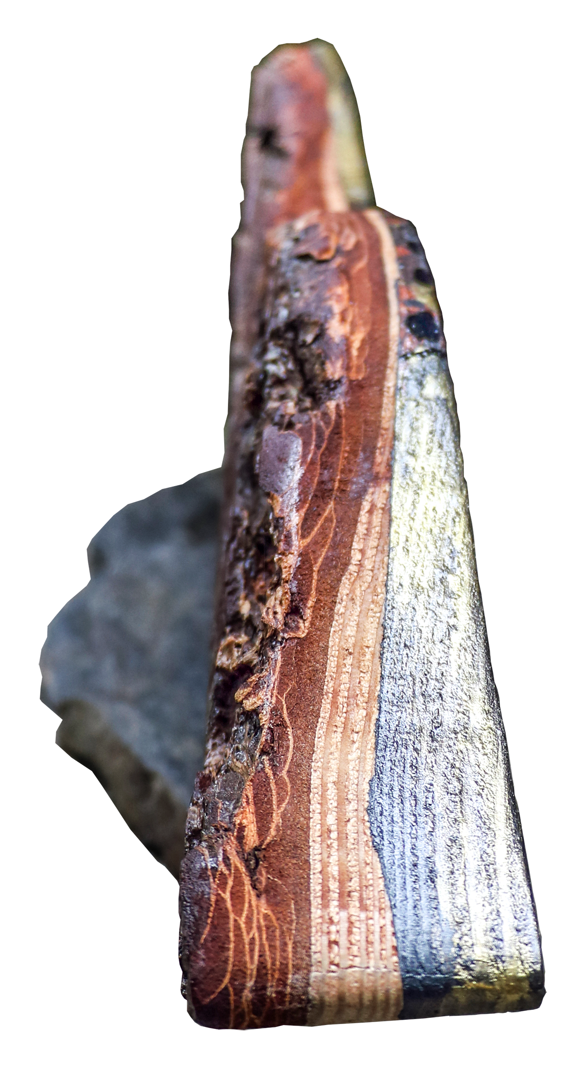 Vue de la tranche du poisson doré, sculpture de l'artiste puydomois JAYM, bois peint et vernis sur socle.