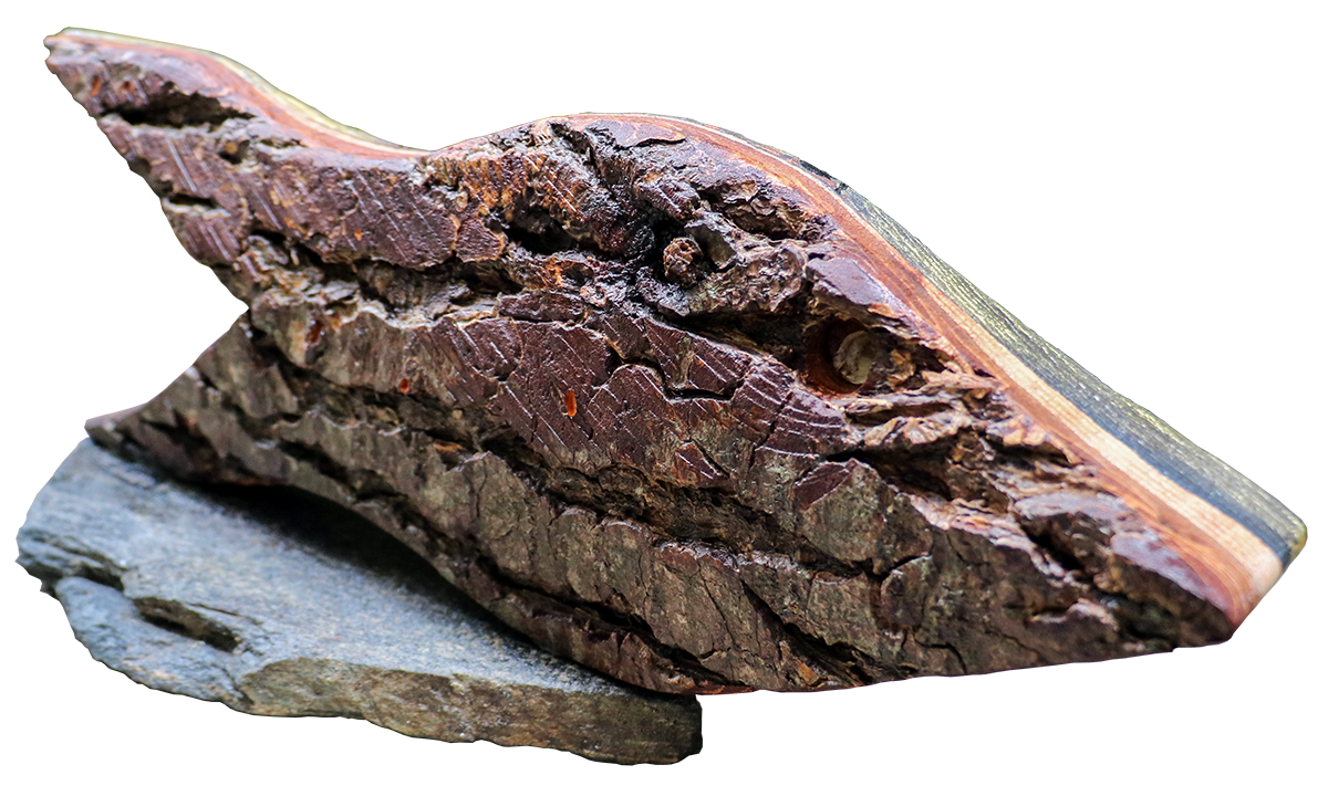 Ecorce de sapin sculpté par l'artiste Jaym. Oeuvre unique et original, vendue avec son certificat d'authenticité.