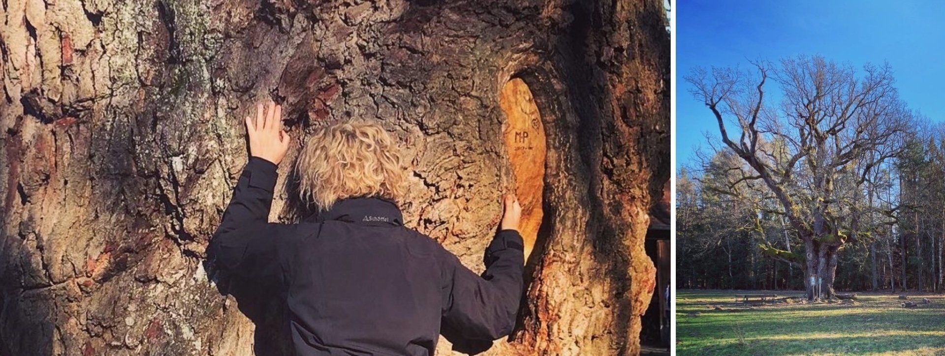 How a 1000 year-old oak tree helps to travel between times and perspectives