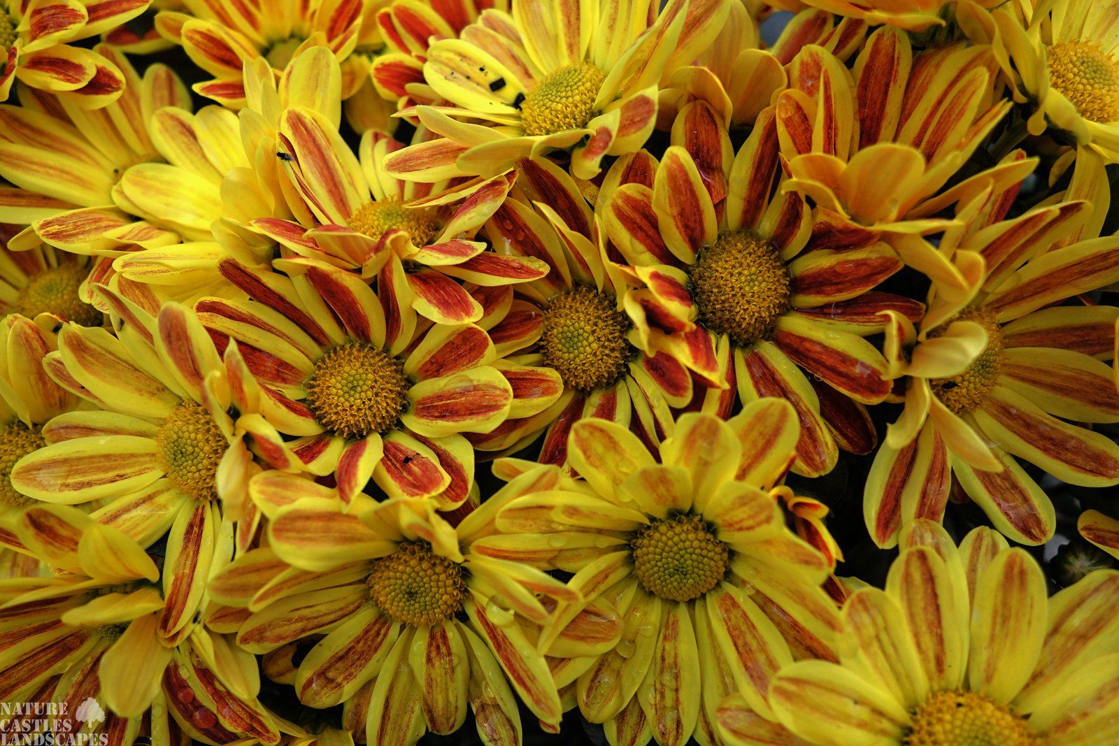 Chrysanthemen